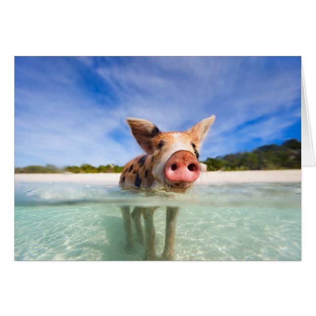 Little piglet (Front Horizontal)