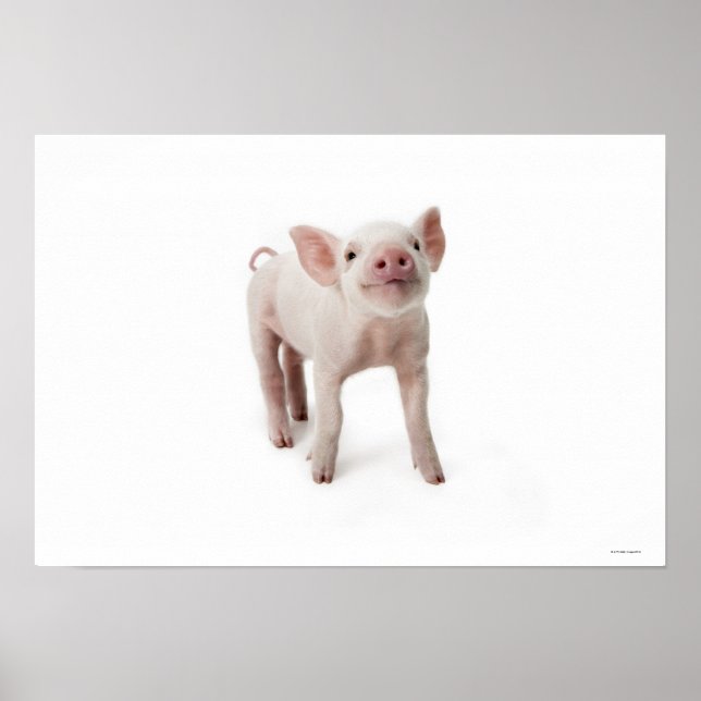 Little Piglet Poster (Front)