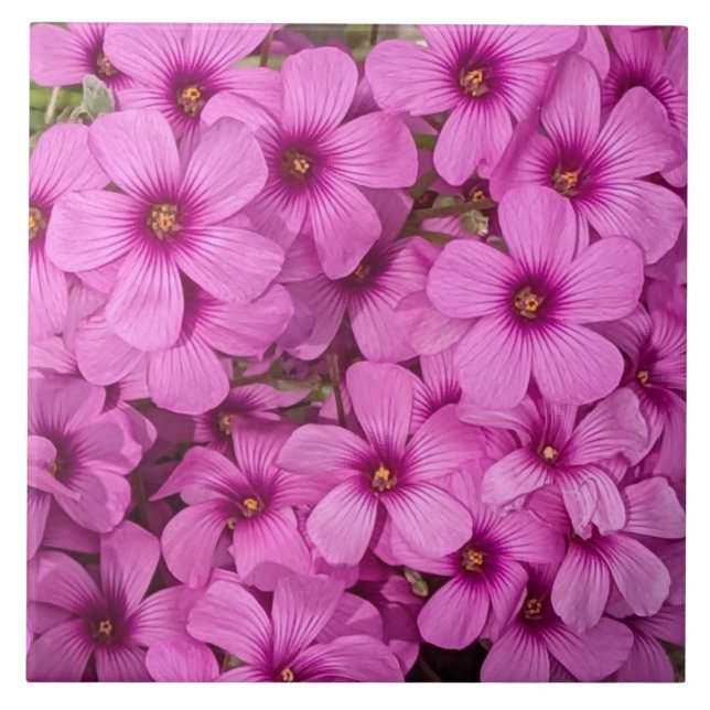 Little Pink Oxalis Flowers Floral Tile (Front)