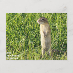 Little Prairie Creatures Postcard