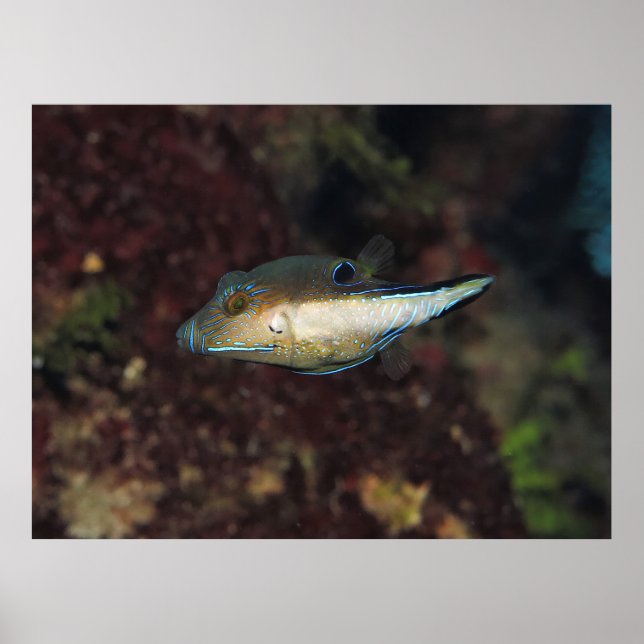 Little Puffer Poster (Front)