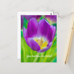 Little Purple Tulip Postcard