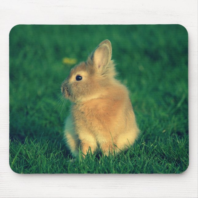 Little rabbit mouse pad (Front)