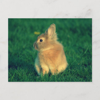Little rabbit postcard