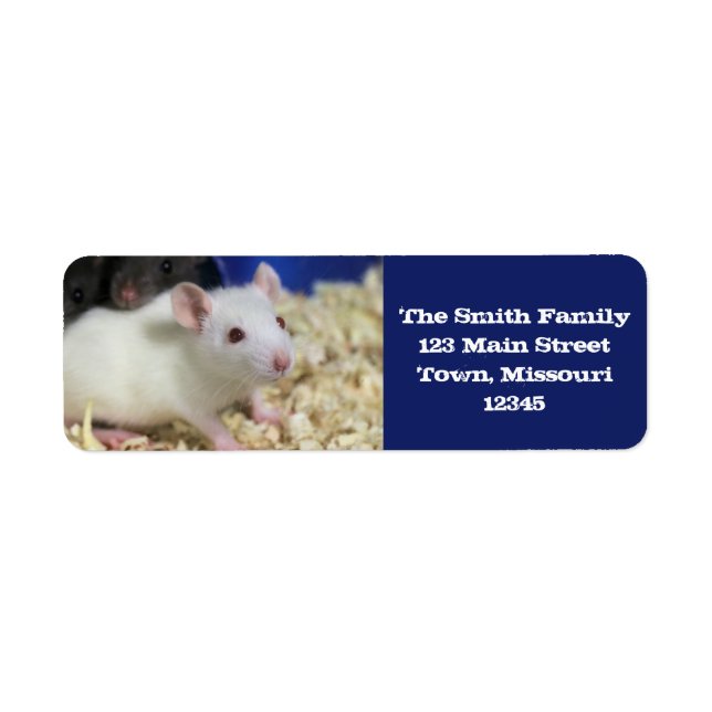 Little rat (Front)