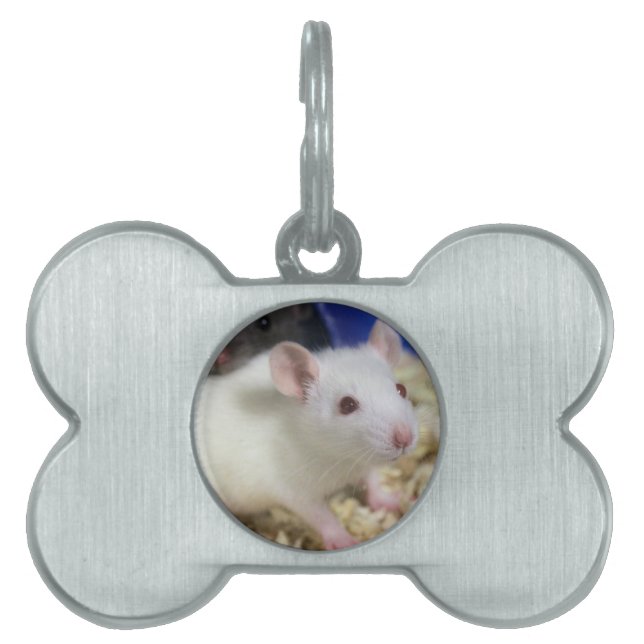 Little rat pet tag (Front)