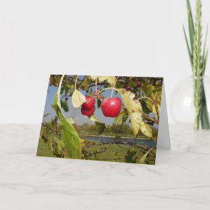 Little Red Apples greeting card