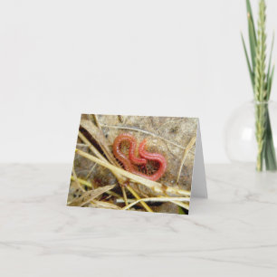 Little Red Centipede Note Card