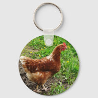Little Red Chicken - Free Range Egg Layer