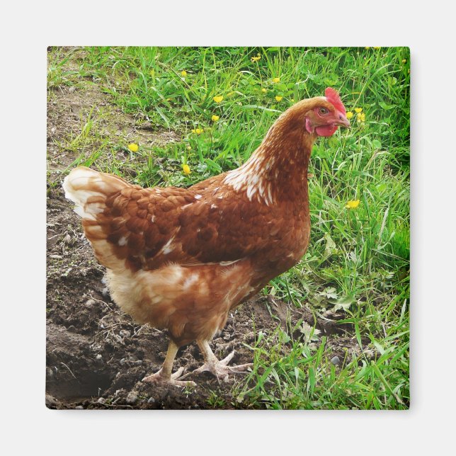 Little Red Chicken  - Free Range Egg Layer Magnet (Front)