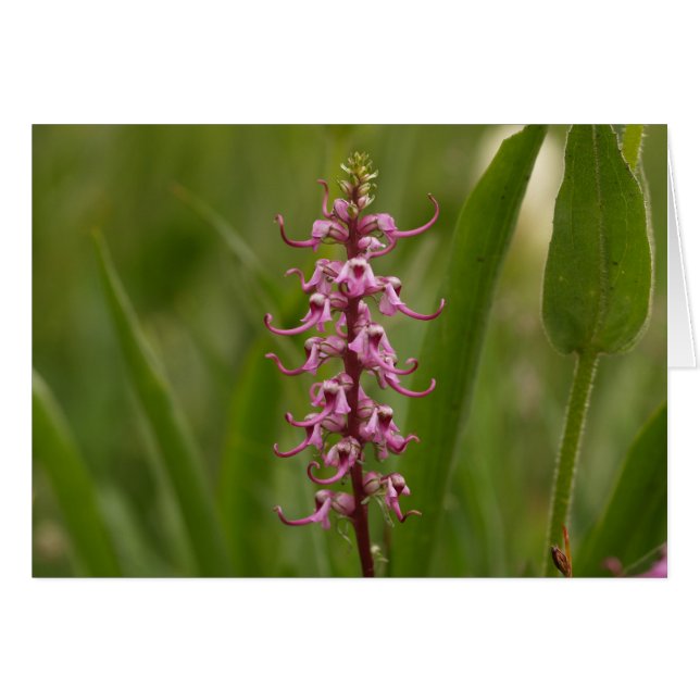 Little Red Elephants.Colorado 05 (Front Horizontal)