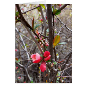 little red flowers