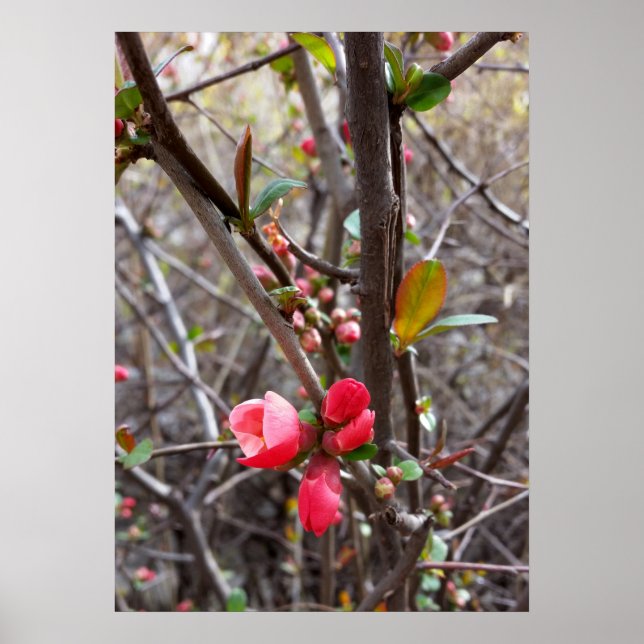 little red flowers poster (Front)