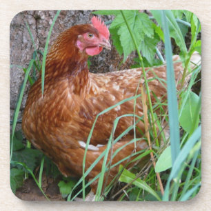 Little Red Hen in the Grass Coaster