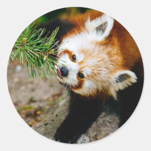 Little Red Panda With Fern - Animal Photography Classic Round Sticker