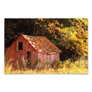 Little Red Shed. Photo Print