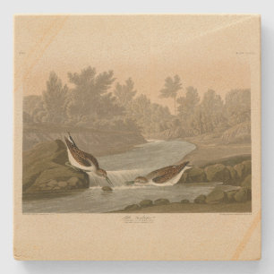 Little Sandpiper from Audubon's Birds of America Stone Coaster
