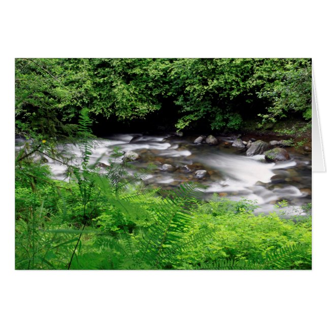 Little Sandy River And Ferns (Front Horizontal)