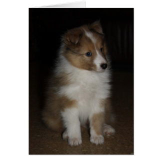 "Little Sarge" Shetland Sheepdog Puppy