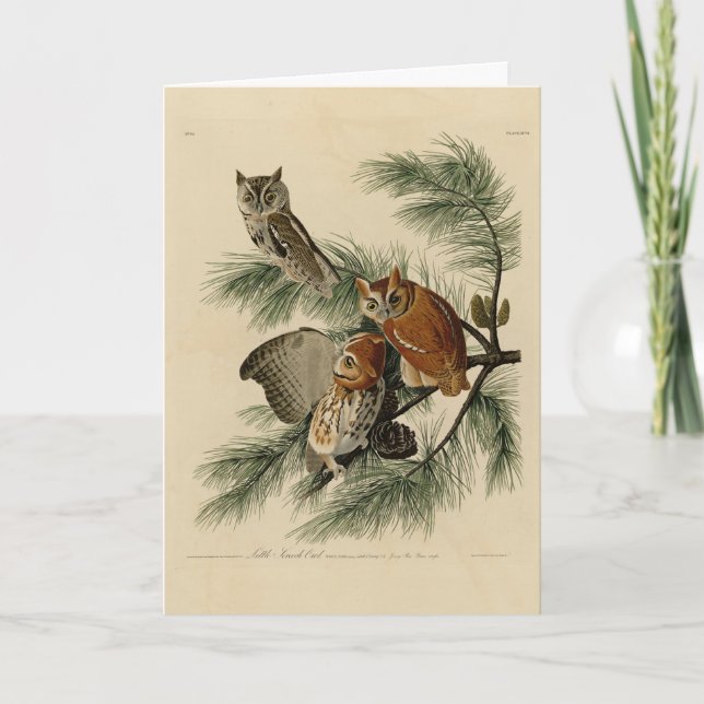 Little Screech Owl from Audubon's Birds of America Card (Front)