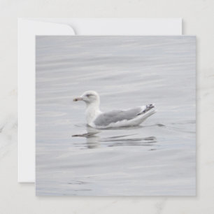 Little seagull