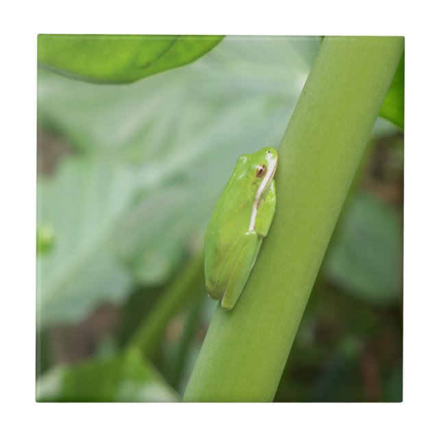 little sleepy green tree frog tile (Front)