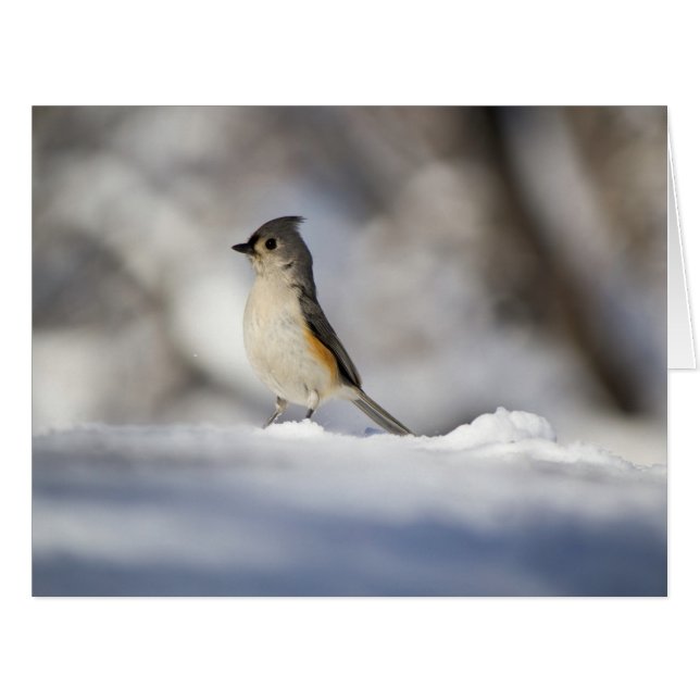 Little Snow Bird (Front Horizontal)