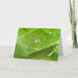 Little Spider Greeting Card