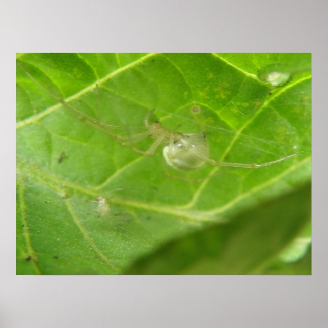 Little Spider Print (Front)