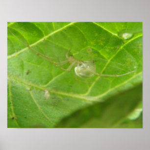 Little Spider Print
