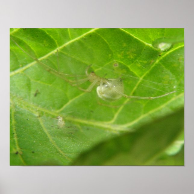 Little Spider Print (Front)