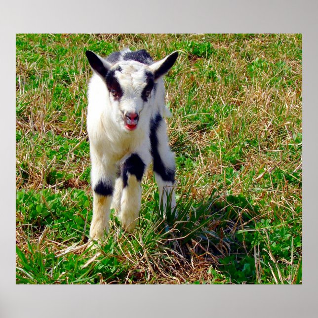 Little Spot Poster (Front)