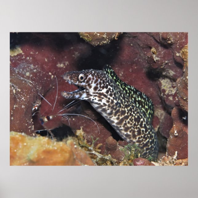Little Spotted Moray II Poster (Front)