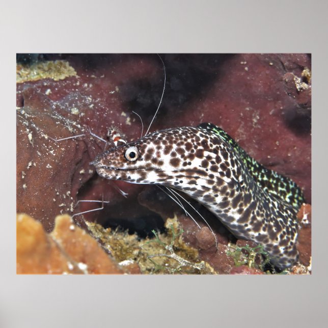Little Spotted Moray Poster (Front)