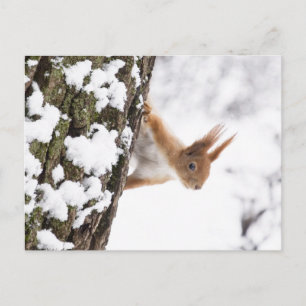 Little Squirrel Postcard