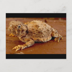 Little Squirt...horned toad... Postcard