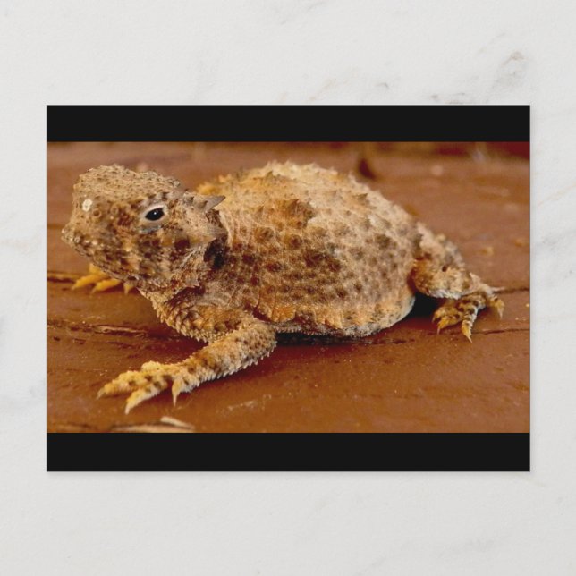 Little Squirt...horned toad... Postcard (Front)