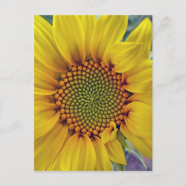 Little Sunflower Postcard (Front)