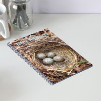 Little Treasures Bird Nest Eggs