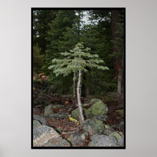 Little Tree Poster