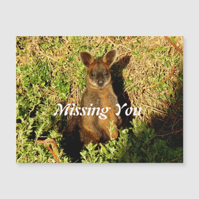 Little Wallaby (Front)