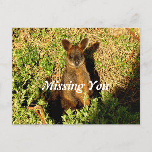 Little Wallaby Postcard