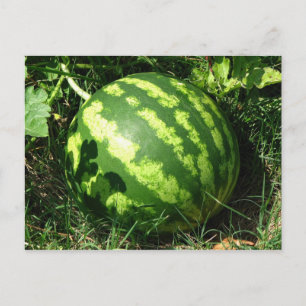 Little Watermelon Postcard