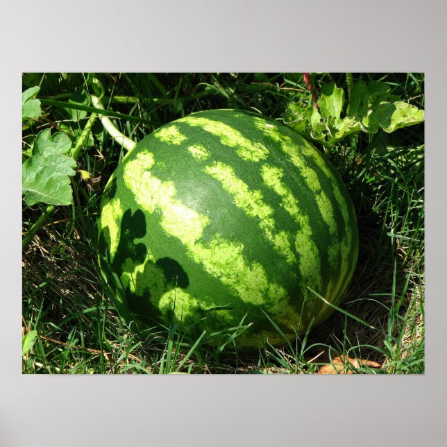 Little Watermelon Poster (Front)