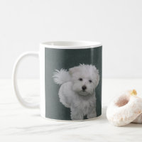 Little white dog pet portrait