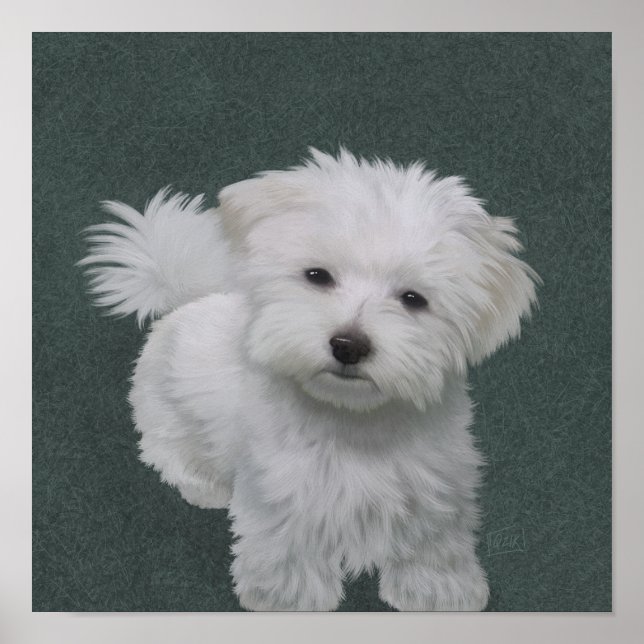   Little white dog pet portrait  Poster (Front)