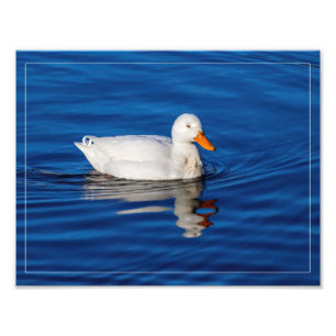 Little White Duck In Rippled Water Photo Print