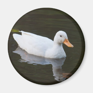 Little White Duck Magnet