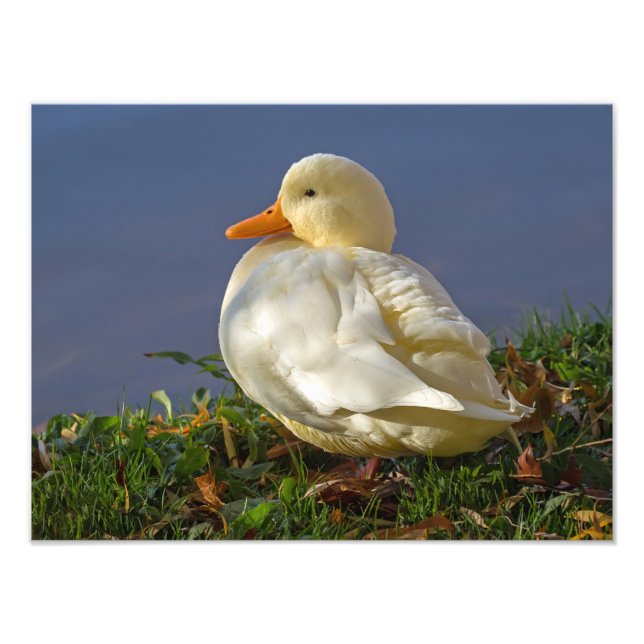 Little White Duck Photo Print (Front)