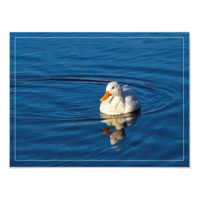 Little White Duck Reflections Photo Print (Front)
